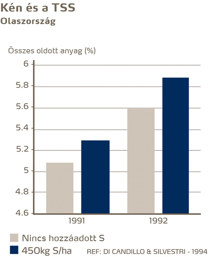 paradicsom minőség