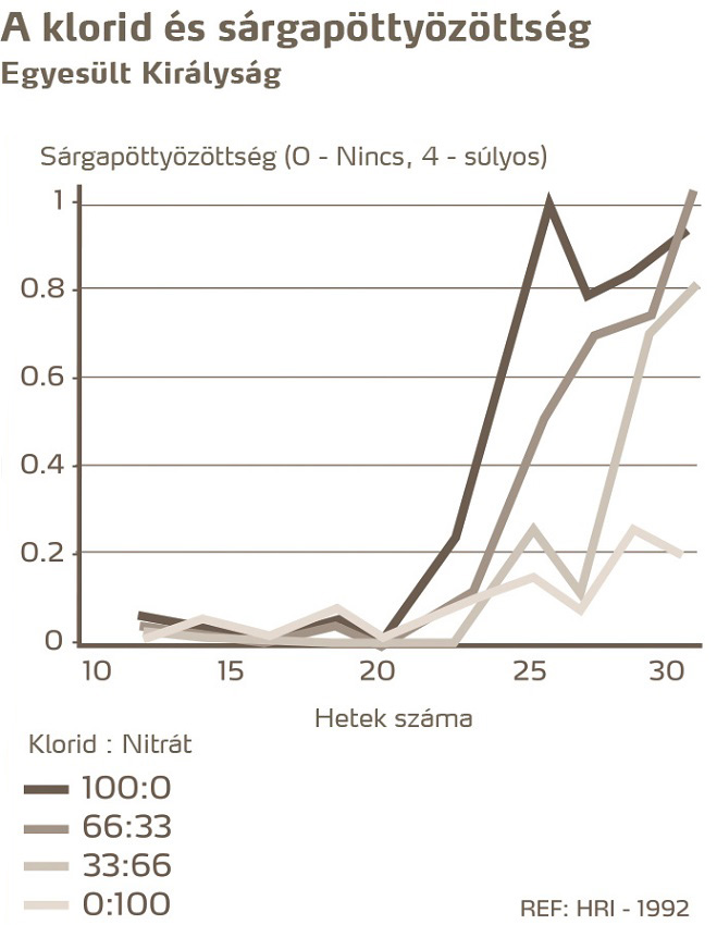 paradicsom egészség