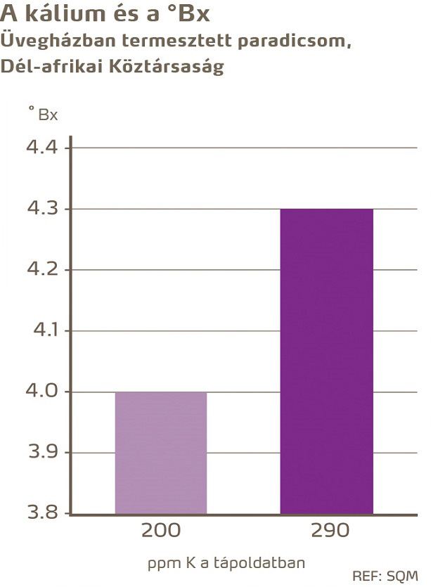 paradicsom minőség