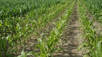 kukorica egészsége