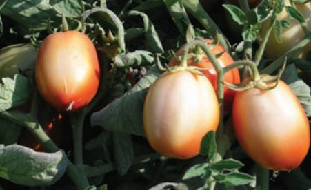 paradicsom egészség