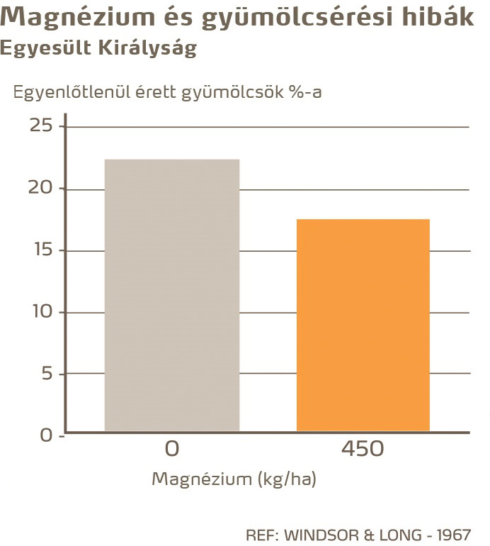 paradicsom minőség