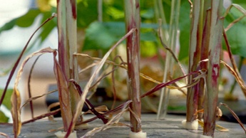 kukorica egészsége