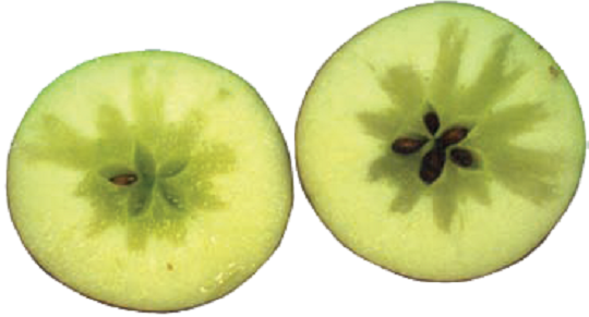 Almatermésűek üvegesedésének csökkentése