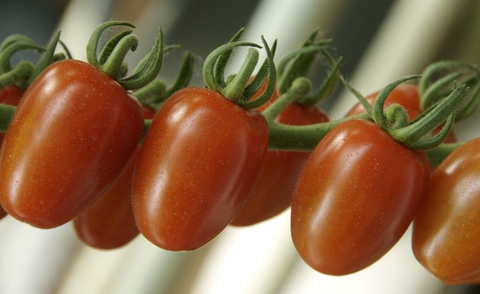 paradicsom minőség