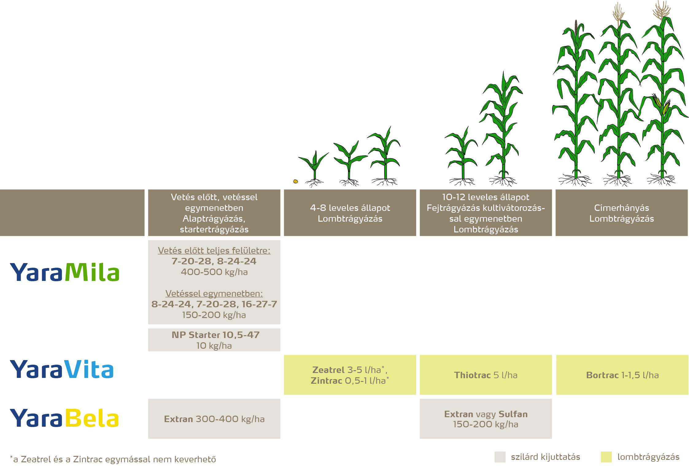 szantofoldi_2020_feno_Csemegekukorica copy.jpg