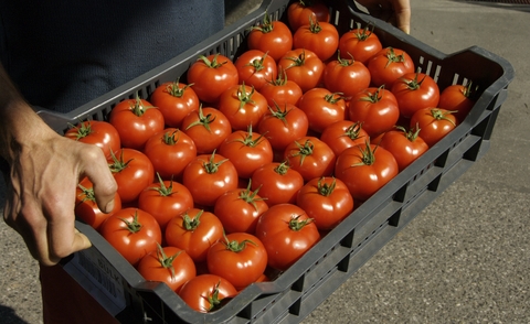 paradicsom minőség