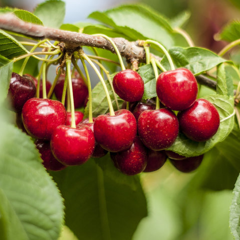 cseresznye prospektus