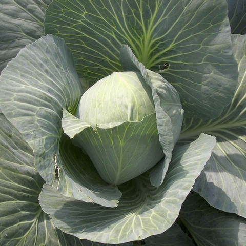 káposzta prospektus