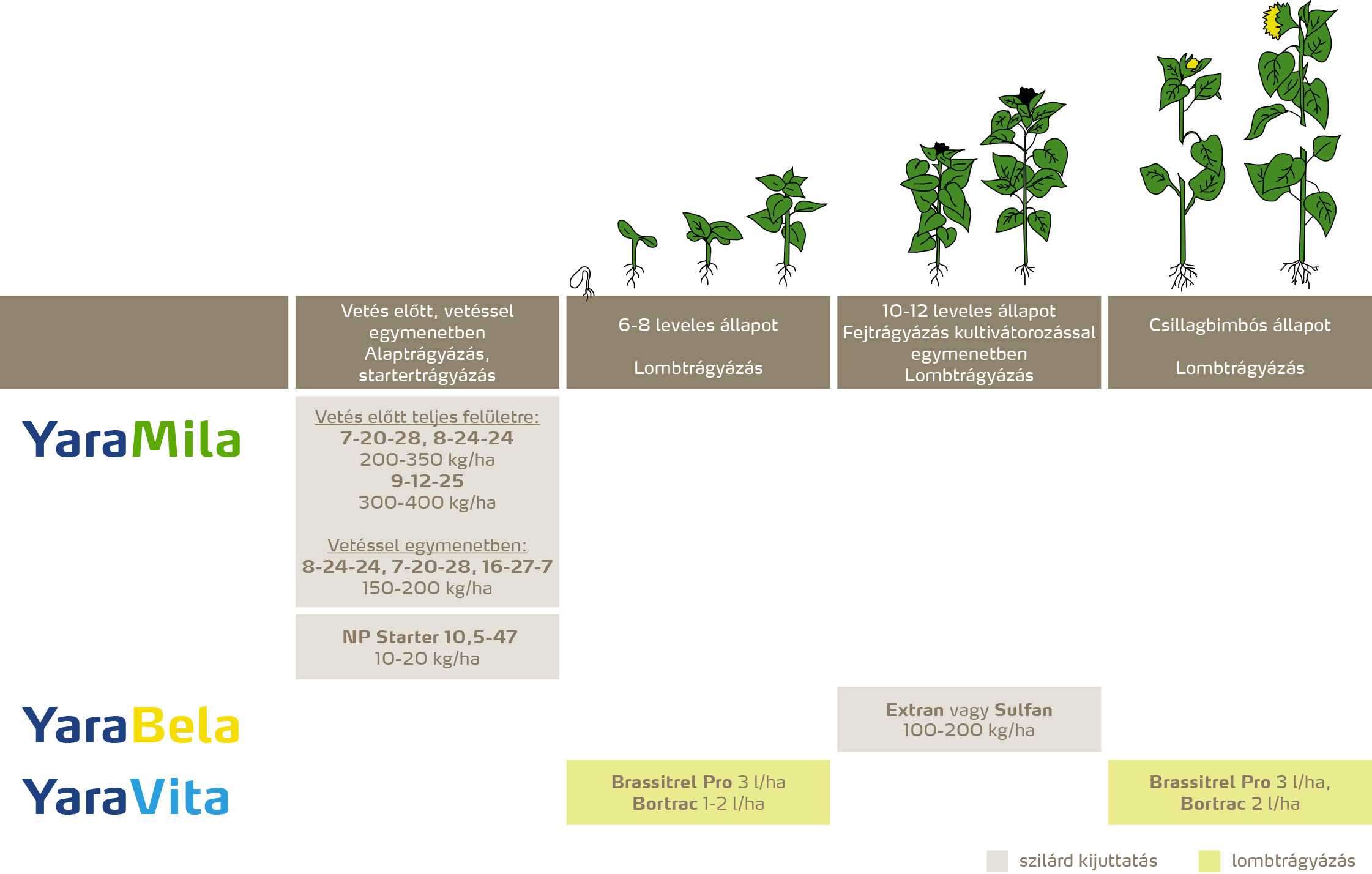 szantofoldi_2020_feno_Napraforgó copy.jpg