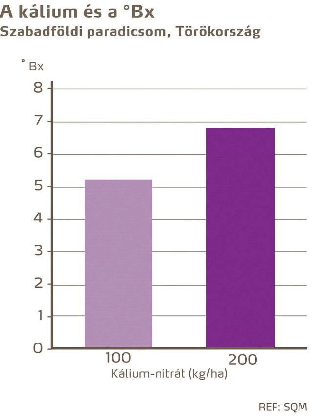 paradicsom minőség