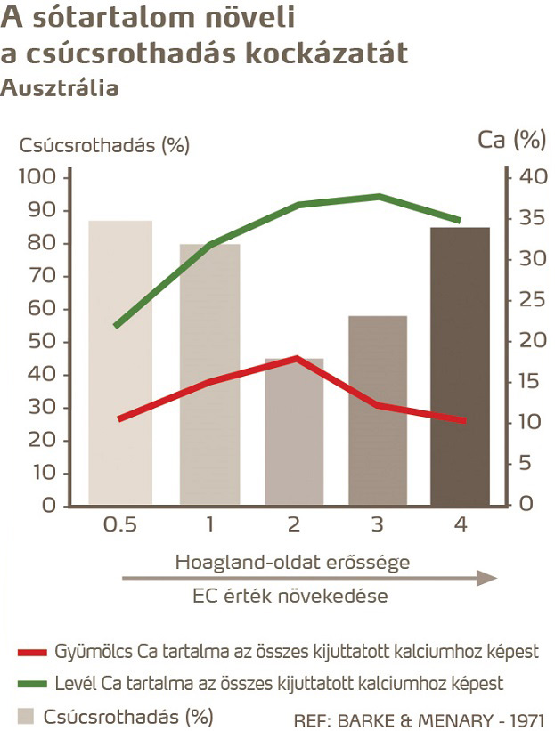 paradicsom egészség