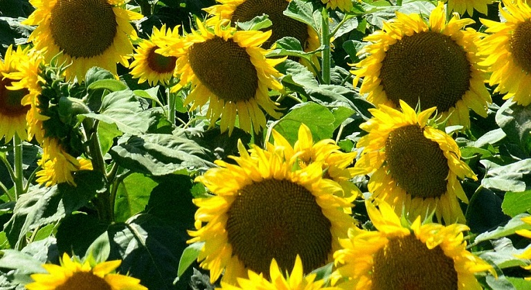 napraforgó parallax mobil