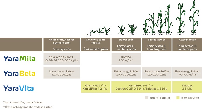 Őszi búza feno.jpg