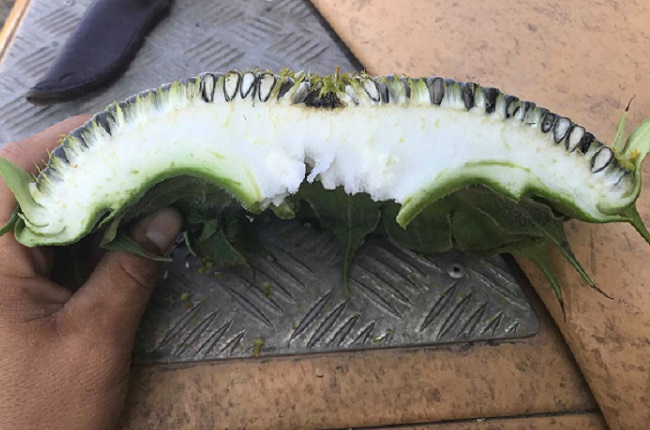 napraforgó egészség