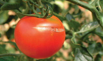 paradicsom egészség