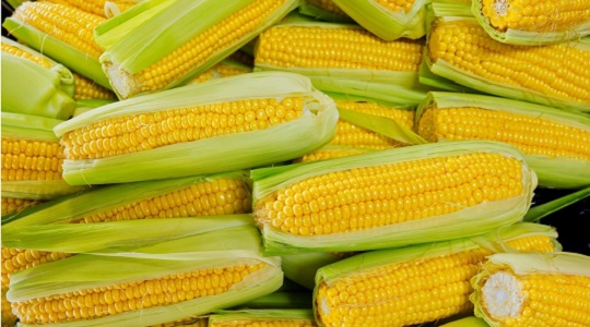 corn
